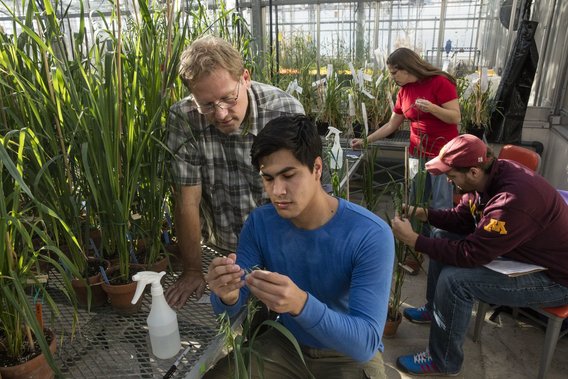 Students and faculty examine plants in a greenhouse