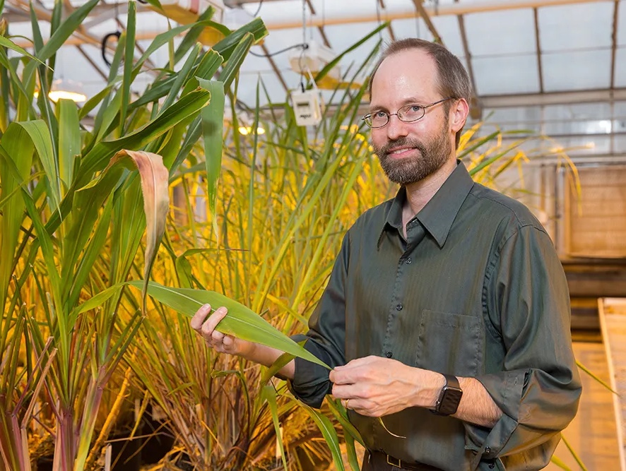 Man with bear in greenhouse examining a corn plant